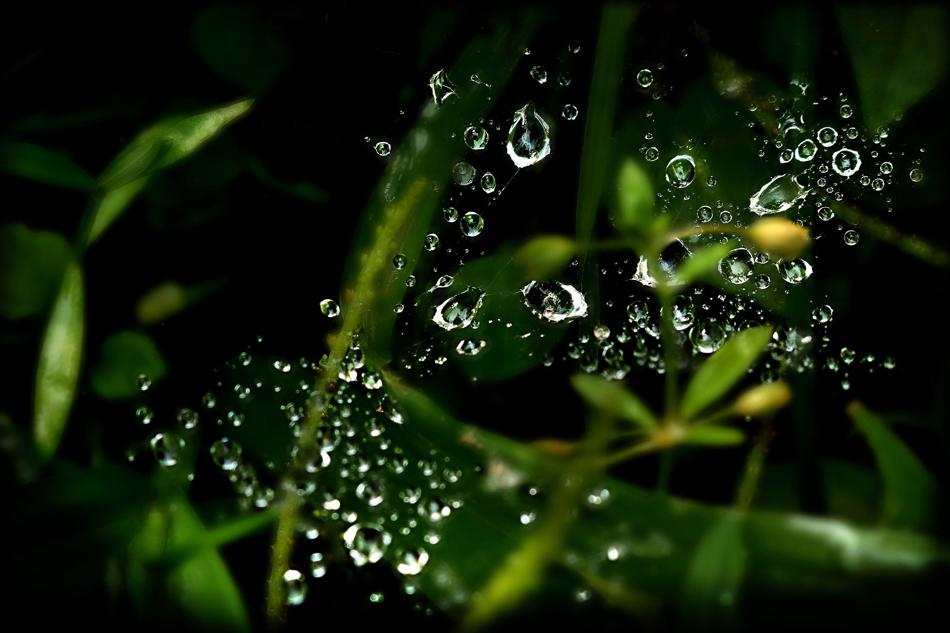 regenwasser-sammeln-zisterne schwarzer Hintergrund, man sieht einige grüne Pflanzen davor und Wassertropfen